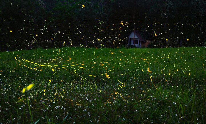 Vườn quốc gia Cúc Phương hóa ‘xứ thần tiên’ khi đêm về bởi vũ điệu của đom đóm