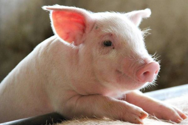 Giá heo hơi hôm nay 20/9: Nhiều nơi giảm 1.000 đồng/kg