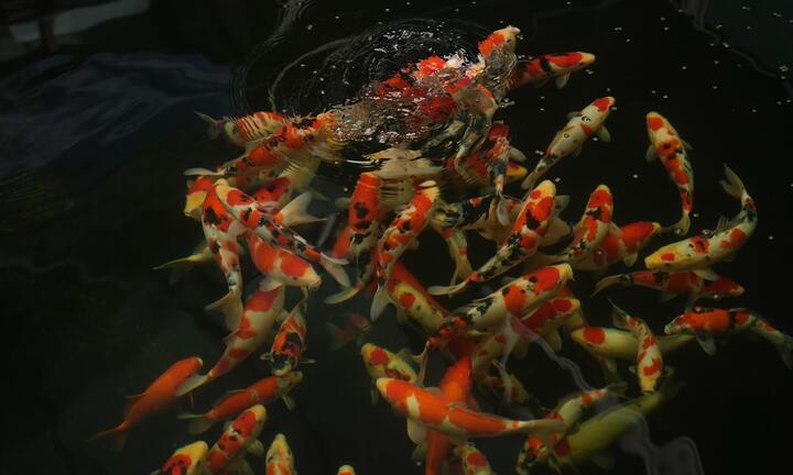 Ishi Koi Farm - hỗ trợ người chơi cá Koi nguồn giống thuần chủng Nhật Bản