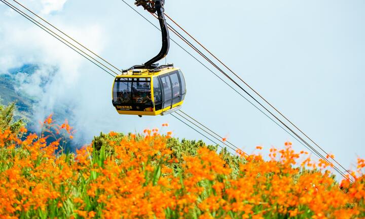 Đến Fansipan thu này, ngỡ như lạc giữa những thảo nguyên hoa