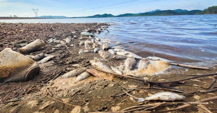 Bất ngờ nguyên nhân khiến cá tự nhiên chết hàng loạt tại hồ Bộc Nguyên