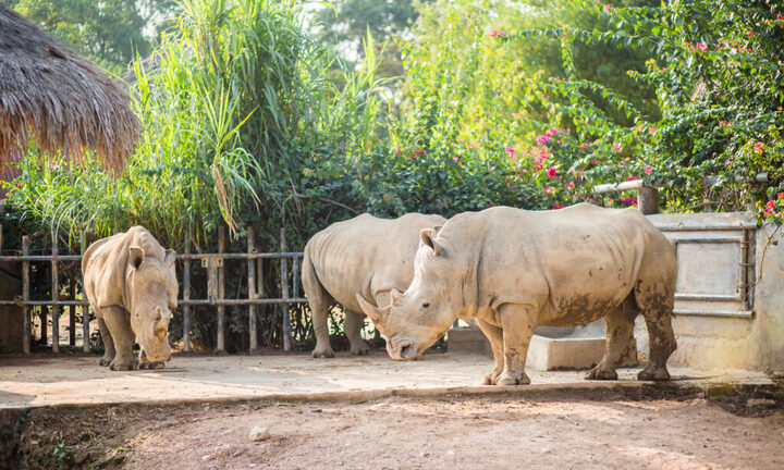 6 con tê giác chết bất thường ở Nghệ An