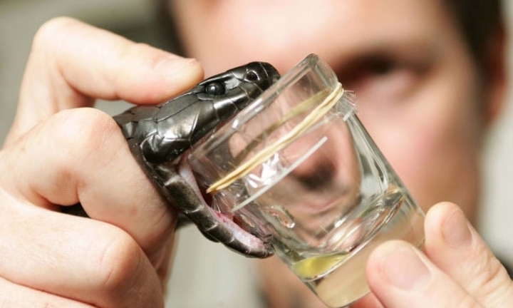 Một số bệnh viện ở TP.HCM thiếu huyết thanh kháng nọc rắn