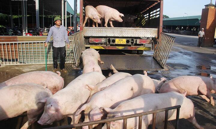 Giá heo hơi hôm nay 22/9: Giảm mạnh nhất 6.000 đồng/kg