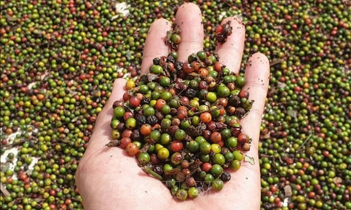 Giá tiêu hôm nay 23/9: Ổn định trong mức 64.000 - 67.000 đồng/kg