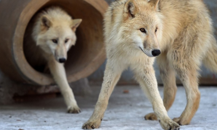 Trung Quốc nhân bản sói Bắc Cực, mở ra hướng cứu động vật quý hiếm