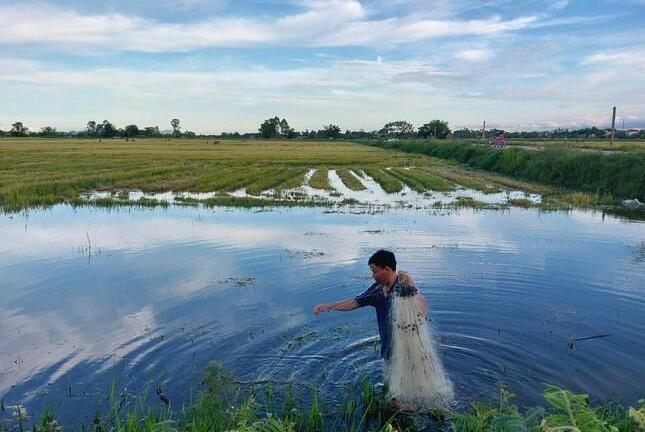 Mùa giăng lưới cá đồng