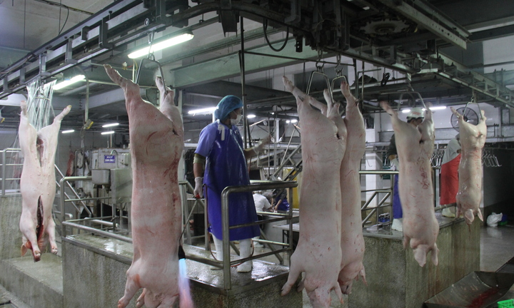 Giá heo hơi hôm nay 25/9: Tiếp tục giảm 1.000 đồng/kg tại nhiều nơi