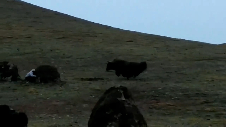 Video: Bò hoang truy đuổi, người chăn gia súc chạy lòng vòng lẩn trốn