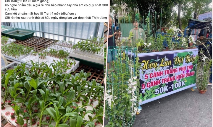 Lan đột biến hết thời, bị rao bán rẻ như rau từ chợ mạng đến vỉa hè