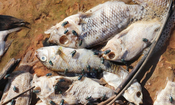 Hà Tĩnh: Siết chặt công tác kiểm tra, giám sát việc thả cá phóng sinh