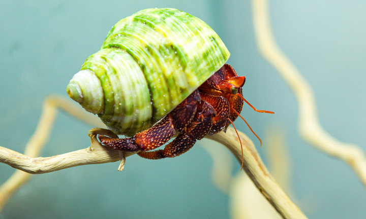 Bộ sưu tập ốc mượn hồn sặc sỡ sắc màu của cô gái 9X Hà Nội