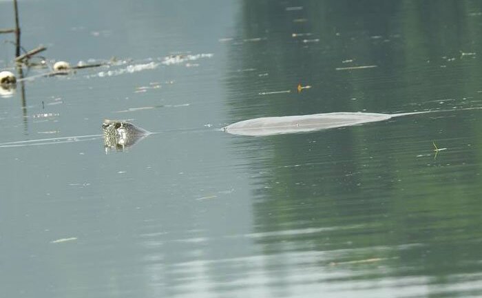 Theo dấu 'thuồng luồng': Ở hồ Đồng Mô, có bao nhiêu cá thể rùa Hoàn Kiếm?