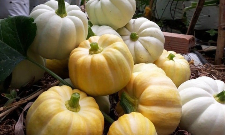 Bí ngô Halloween: 7,5 triệu đồng một quả khổng lồ 