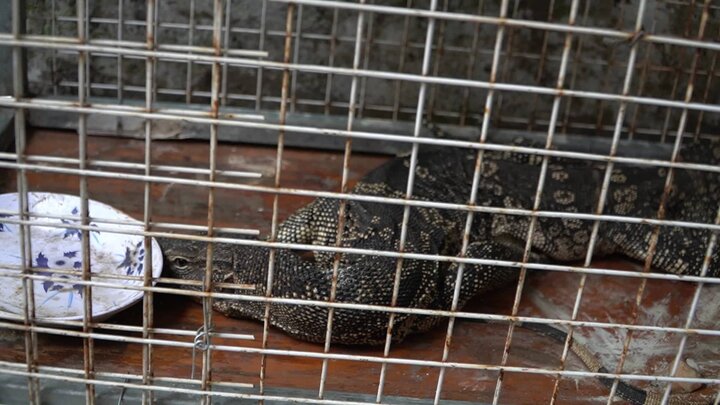 Kỳ đà hoa quý hiếm bò vào nhà dân ở TP.HCM