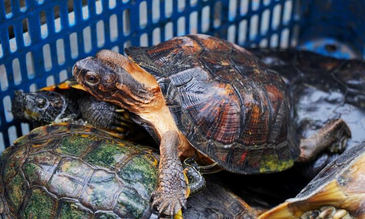 Phát hiện nhiều loại rùa quý hiếm được phóng sinh ở chùa Ngọc Hoàng