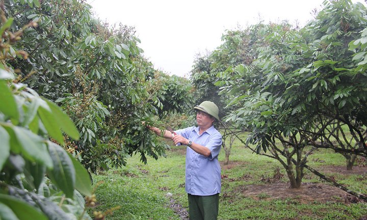 Từng bước khẳng định vai trò của kinh tế hợp tác xã