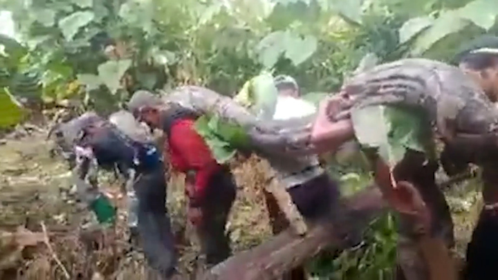 Video: Nông dân ở Indonesia bắt được trăn dài 7m, nặng 130kg