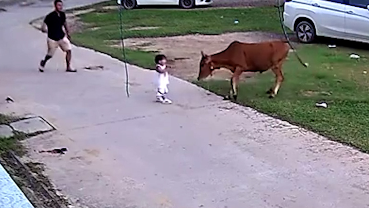 Video: Bò chuẩn bị tấn công bé gái, chú chó nhanh chân giải cứu