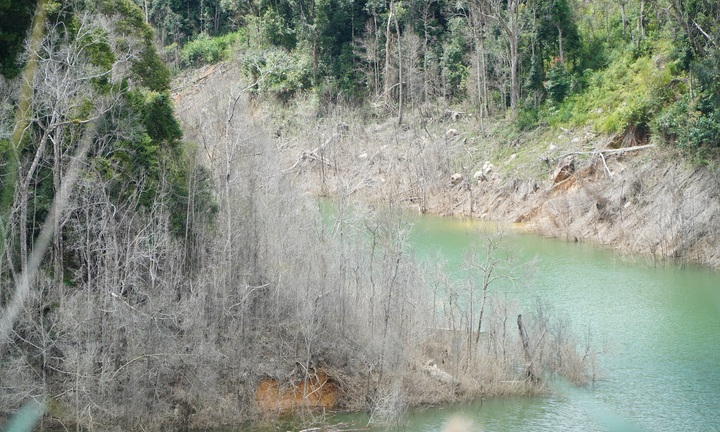 Cận cảnh hàng chục ha rừng chết khô do thủy điện tích nước 