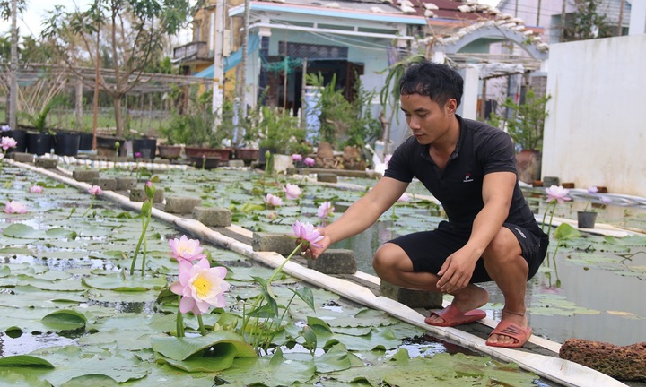 'Cất' bằng đại học, chàng kỹ sư địa chất Quảng Nam bỏ phố về quê trồng hoa súng