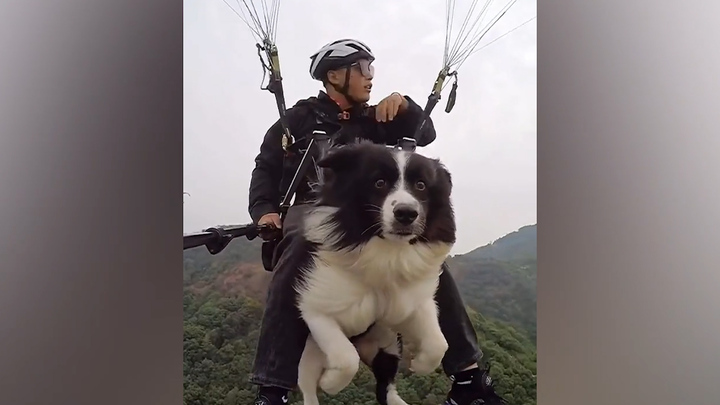 Chú chó 3 tuổi bay dù lượn cùng chủ nhân
