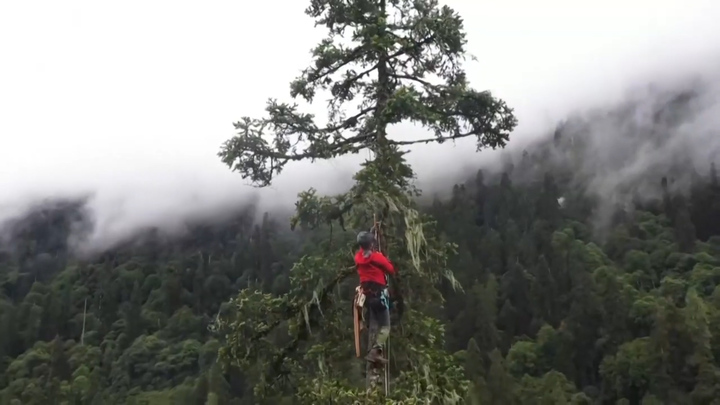 Cây linh sam 380 tuổi cao bằng tòa nhà 28 tầng ở Trung Quốc
