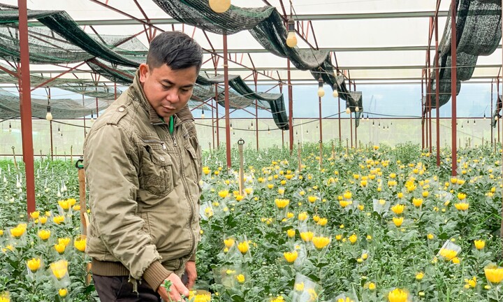 Ảnh: Liều trồng hoa cúc trên đất đỏ bazan, thu lãi cả tỷ đồng mỗi năm