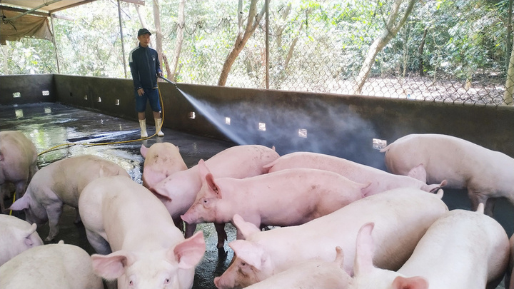 Giá heo hơi hôm nay 19/10: Biến động trái chiều từ 1.000 - 3.000 đồng/kg