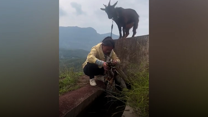 Người phụ nữ cứu đại bàng khỏi mương nước