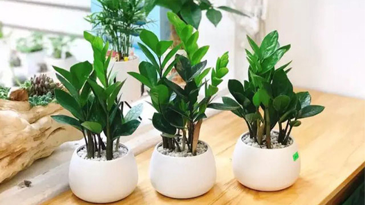 10 loại 'cây may mắn' mà dân văn phòng thích đặt ở góc bàn