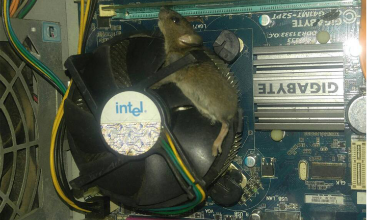 Dở khóc dở cười với ‘máy bắt chuột thế hệ mới’ được thanh niên vô tình phát hiện