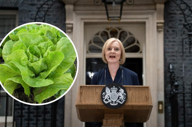 Rau diếp bỗng nổi tiếng ở Anh sau khi bà Truss từ chức