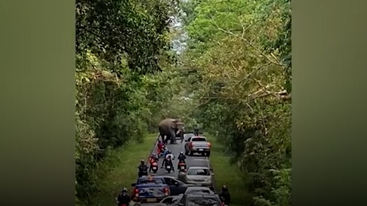 Voi hoang dã lang thang trên quốc lộ, giao thông ùn tắc