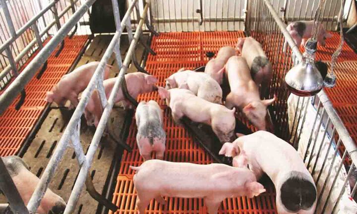 Giá heo hơi hôm nay 24/10: Ổn định giá trong cả nước