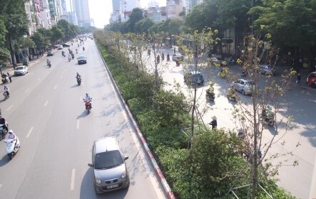 Hà Nội sẽ thay thế hàng loạt cây cong, già cỗi