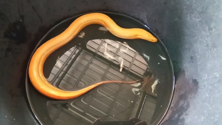 Nông dân Thái Lan bắt được lươn vàng quý hiếm