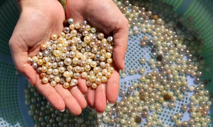 Tận mắt xem ngư dân Phú Quốc khai thác kho ngọc tiền tỷ dưới đáy biển