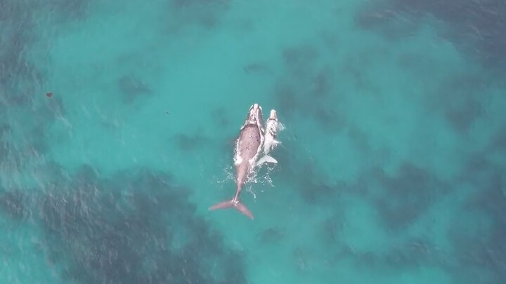 Cá voi bạch tạng hiếm gặp chơi đùa ngoài khơi Australia