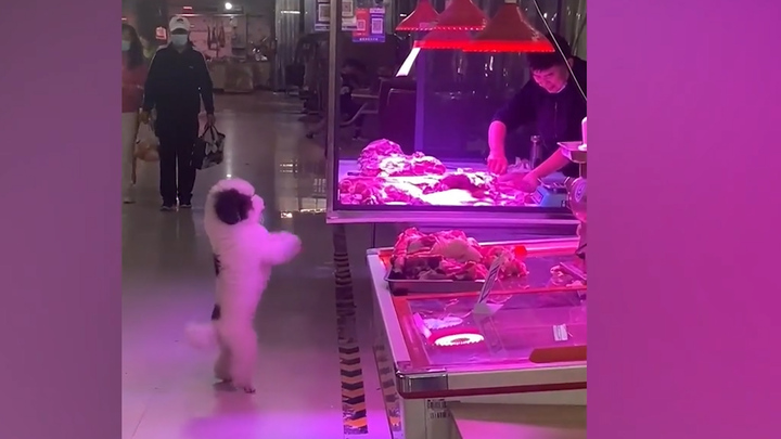 Chú chó đứng bằng hai chân xin thức ăn ở Trung Quốc