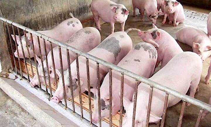 Giá heo hơi hôm nay 27/10: Giảm từ 1.000 - 3.000 đồng/kg