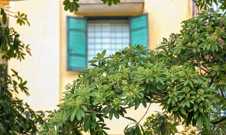 Cận cảnh hàng cây hoa sữa ở Hà Nội vừa được đề xuất di dời vì mùi hương quá nồng