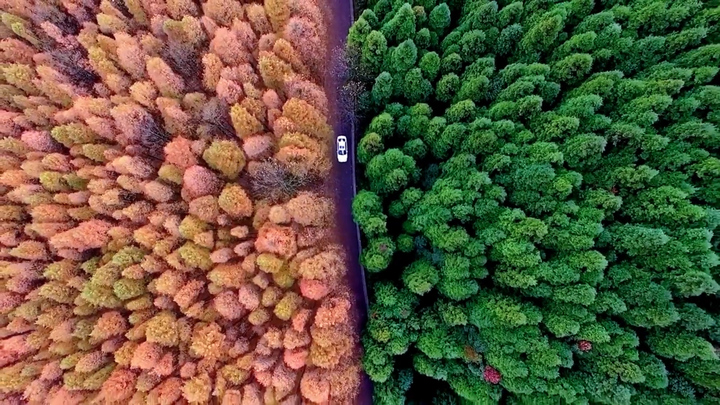 Khu rừng hai màu xanh, đỏ bao phủ ngọn núi ở Trung Quốc