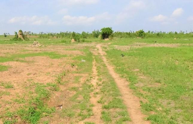 Để mất hơn nghìn héc-ta rừng tự nhiên, Giám đốc công ty bị xem xét kỷ luật