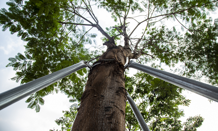 Xót xa 'gông cùm' sắt siết chặt hàng cây xanh đang phát triển