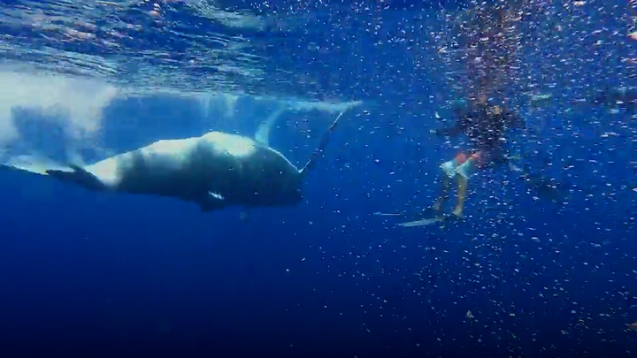 Cá voi bất ngờ xuất hiện bơi cùng thợ lặn ở Pháp