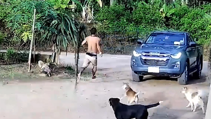 Tài xế quên kéo phanh tay, xe bán tải lao vào bụi rậm ở Thái Lan 