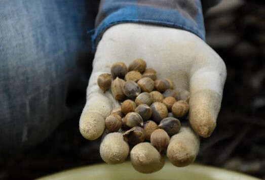 Nông dân Hải Dương vào rừng săn hạt dẻ, kiếm hàng chục triệu mỗi vụ