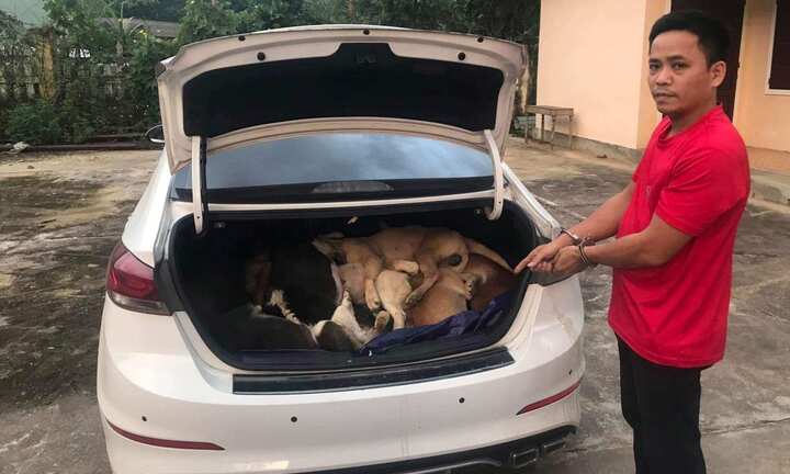 Quảng Nam: Vây bắt 'cẩu tặc' lái xế hộp đi trộm 38 con chó