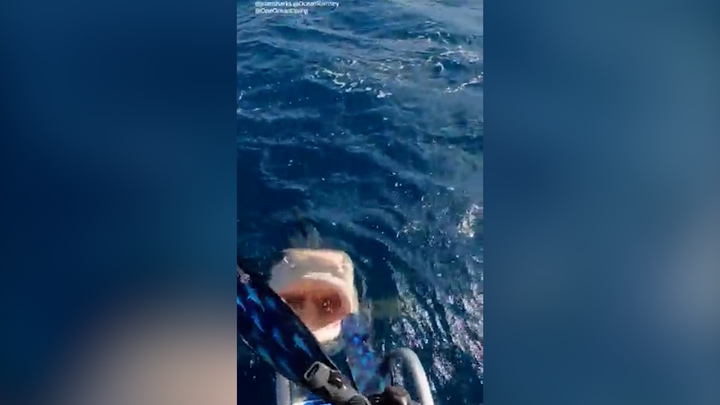 Chuẩn bị nhảy xuống nước, cô gái 'đứng tim' khi thấy cá mập